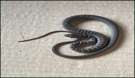 Are there rattlesnakes in the Willamette Valley?